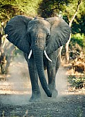 Elephant in Threat Display