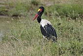 Saddle-billed Stork