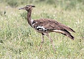 Kori Bustard