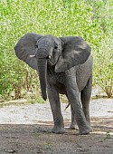 African Elephant with Head Hight