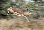 Impala Ram Leaping