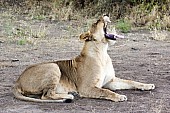 Lioness Yawning, Full Figure