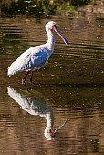 African Spoonbill Wading