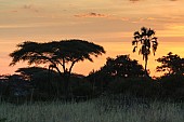 Palm Tree at Sunset