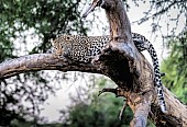 Leopard at Rest on Tree Stump