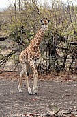 Giraffe, Kruger National Park, South Africa