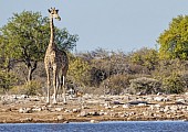 Giraffe at Waterhole