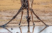 Giraffe Drinking, Close-up