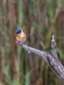 Tiny Malachite Kingfisher Looking Up