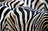 Zebra Torsos, Close-up