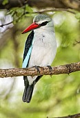 Woodland Kingfisher