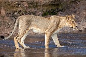 Young Lioness Standing in Shallow Water