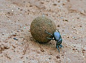 Dung Beetle Rolling Dung Ball