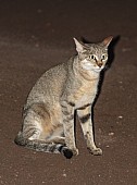 African Wild Cat