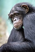 Captive Chimpanzee