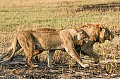 Lion Pair Striding Out