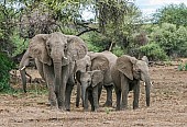 Elephant Group in Defensive Formation