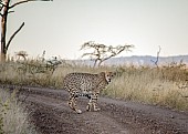Male Cheetah at Dusk