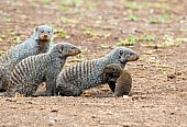 Banded Mongoose Family