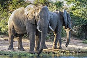 Elephant Pair Drinking from River