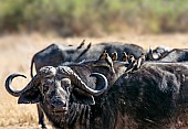 Old Buffalo Bull with Oxpeckers