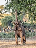 Elephant with Trunk at Full Stretch