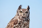 Spotted eagle-owl, Close-up View
