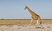 Giraffe Male Walking, Side-on