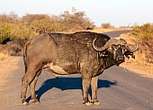 Buffalo Bull