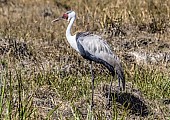 Wattled Crane