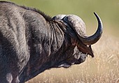 Buffalo Bull Side-on View of Neck and Head
