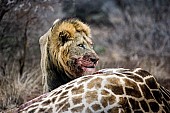 Male Lion Looking Up while Feeding