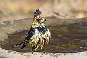 Crested Barbet