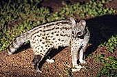 Small-spotted Genet