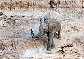 Young Elephant Descending Riverbank