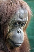 Captive Orangutan