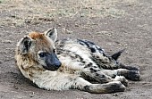 Spotted Hyena