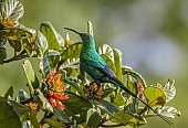 Malachite Sunbird on Wild Pomegranate