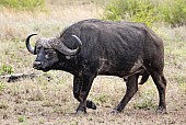 African Buffalo Full Figure