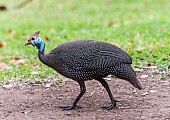 Helmeted Guineafowl, Full Figure in Profile