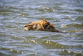 Swimming Lion