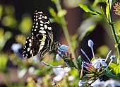 Citrus Swallowtail Butterfly