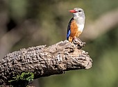 Grey-headed Kingfisher