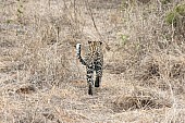 Leopard, Sabi Sand Game Reserve