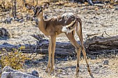 Young Black-faced Impala