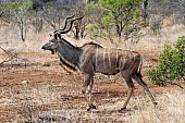 Kudu Bull Wildlife Reference Photo