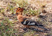 African Hoopoe