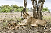 Lioness Pair with Cubs