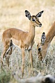 Impala Fawn with Mother