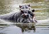 Hippos in Pool